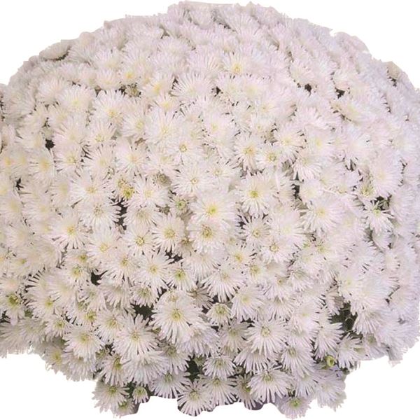 BLANCHETTE WHITE ®